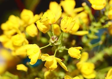 Berberis aquifolium flower