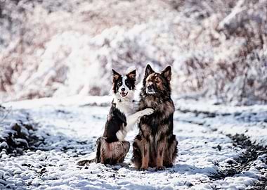Dog, portrait, pet, winter