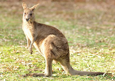 Kangaroo