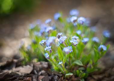Blue forget me not flowers