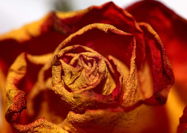 Rosa flower blossom macro