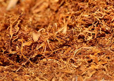 Rolling tobacco close up