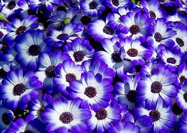 purple daisy