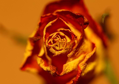 Rosa flower blossom macro
