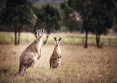 Kangaroo