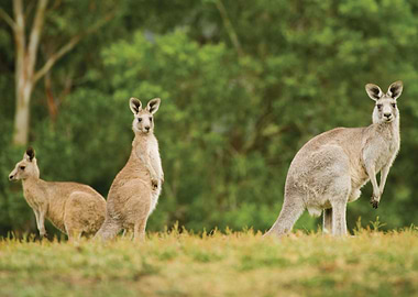 Kangaroo