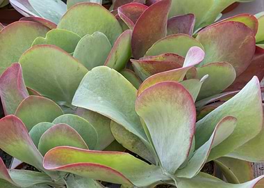 succulent plant