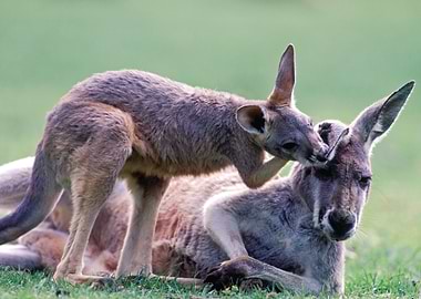 Kangaroo