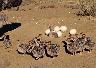 Ostrich Babies 1481