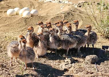 Ostrich Babies 1469