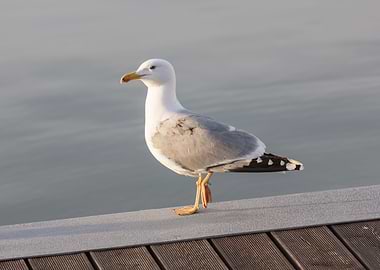 seagull on beach