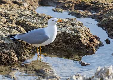 seagull drinks on the rock