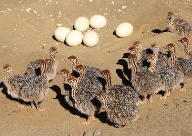 Ostrich Babies 1478