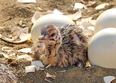 Baby Ostrich 1262