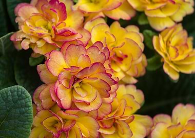 primrose in the garden