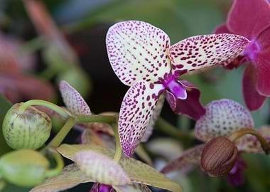 orchid in the garden