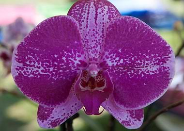 orchid in the garden