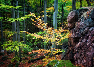 Autumn Mountain Forest