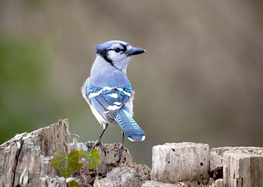 Coy Blue Jay on Tree Stump
