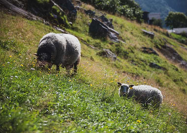 Grazing Sheep