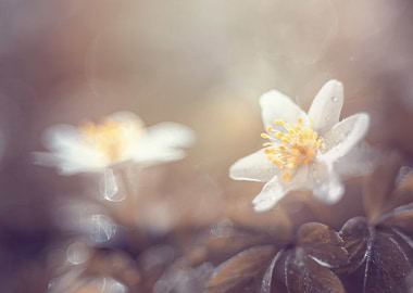 Anemone,white macro flower