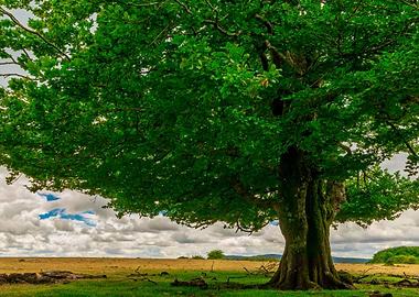 Lonely tree landscape