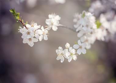 Spring trees, white flower