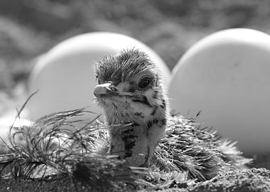 Ostrich Baby in nest 1272