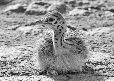 Ostrich Baby 1256 bw