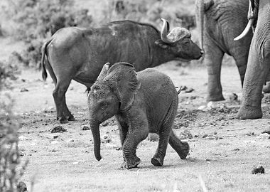 Happy Baby Elephant 583