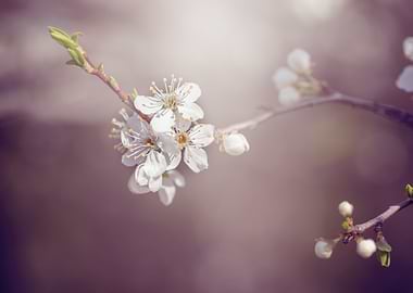 Spring trees, white flower