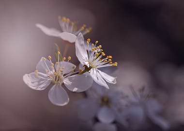 Spring trees,white flowers