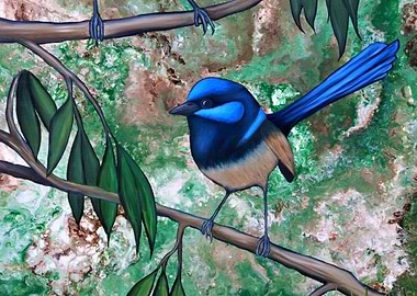 Fairy Wren 1