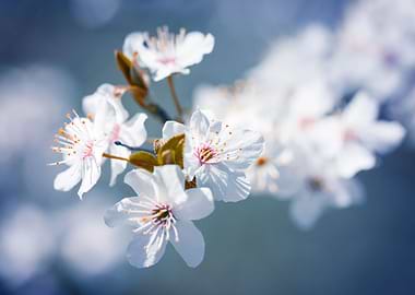 White Cherry blossom,macro