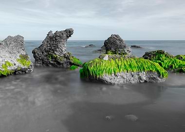 Beach rocks green algae