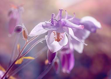 Spring pink macro flowers