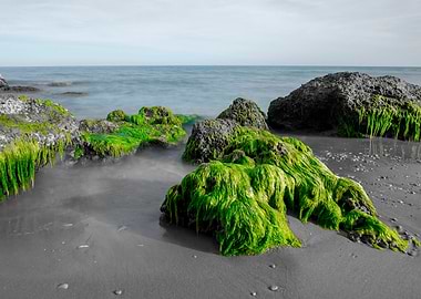 Beach rocks green algae