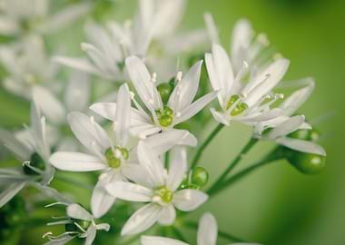 White green flowers,macro
