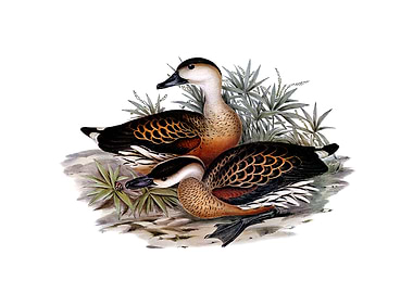 Whistling Duck Bird