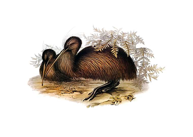 Southern Brown Kiwi Bird