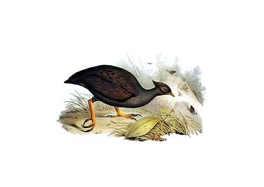 Vintage Megapode Bird