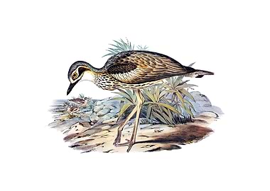 Southern Stone Plover Bird