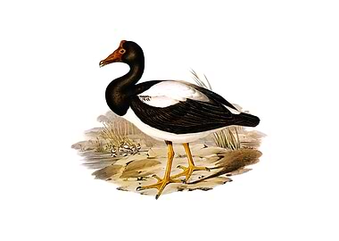 Vintage Maned Goose Bird