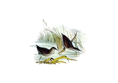 Vintage Water Crake Bird