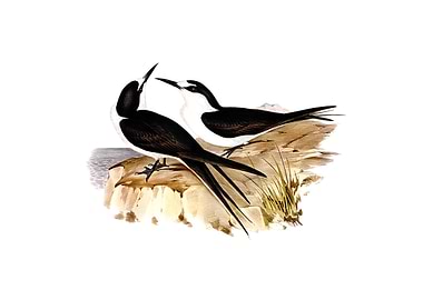 Vintage Sooty Tern Bird