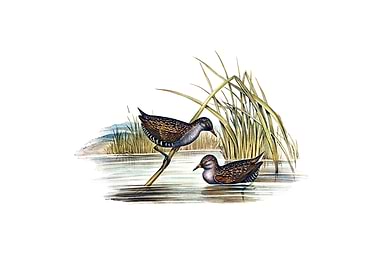 Spotted Water Crake Bird