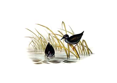 Spotless Gallinule Bird