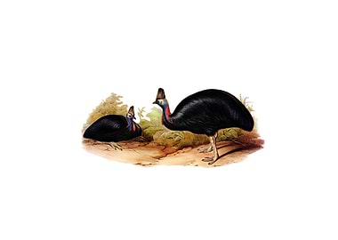 South Australian Cassowary