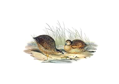 Van Diemens Land Partridge