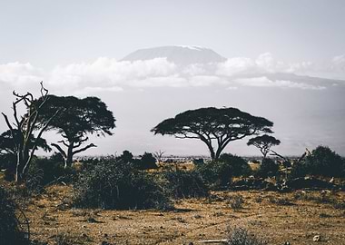 white mountain tree green